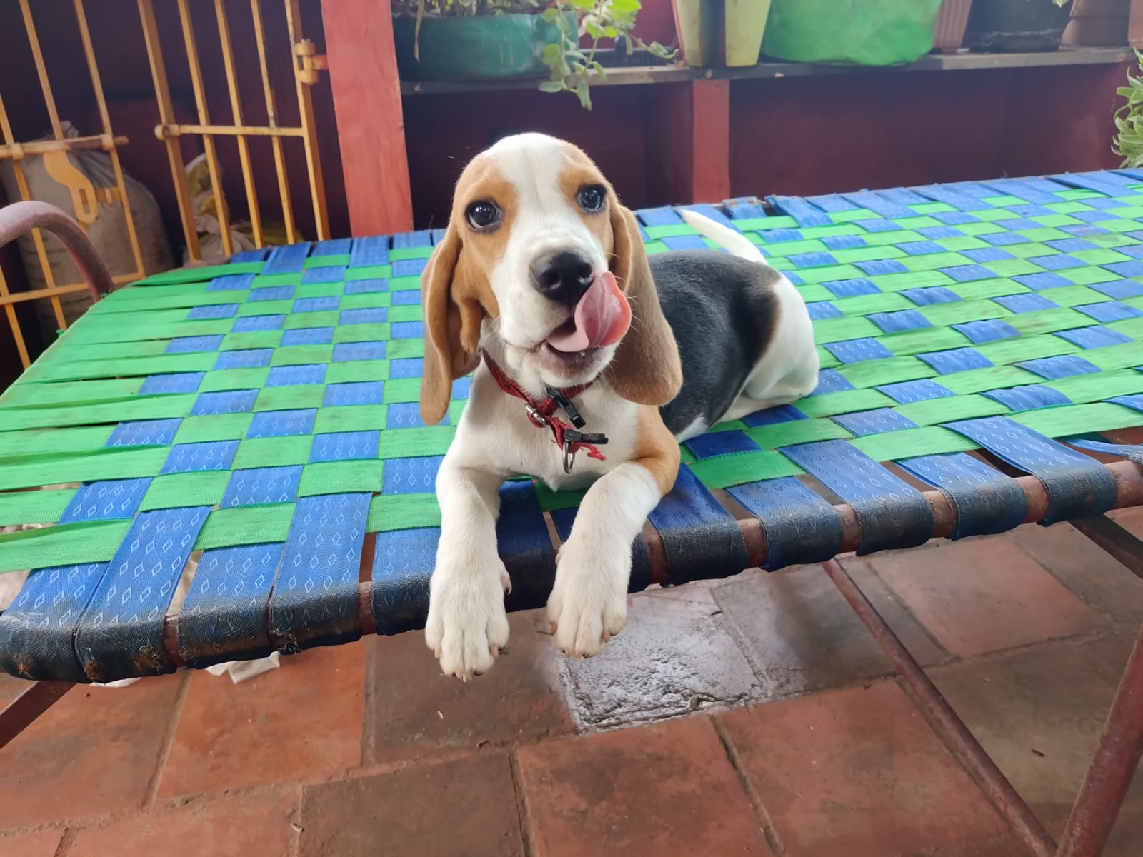 Image of beagle posted on 2022-01-28 13:10:23 from Chennai